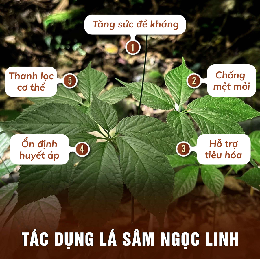 Lá sâm Ngọc Linh giả: Cách nhận biết và tránh mua nhầm